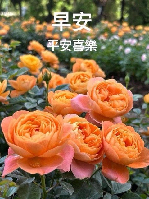 按我可連結至更清楚的圖片