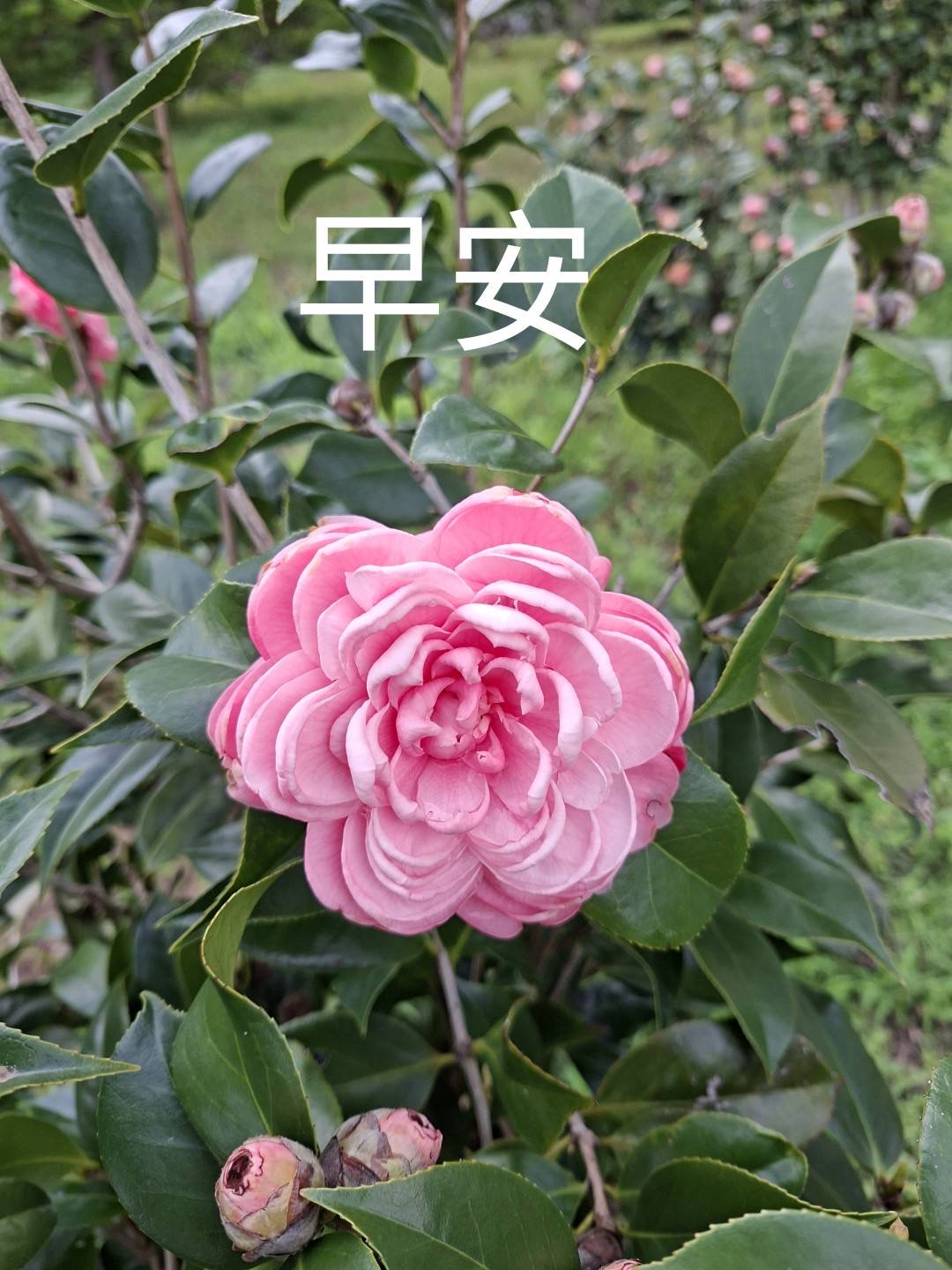 按我可連結至更清楚的圖片